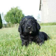 Upcoming australian labradoodle puppies for sale in oregon. Black Labradoodle Puppy Male Blackjack For Sale In Salem Oregon Classified Americanlisted Com