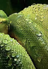 It covers about 7% of the earth's surface and forms one of the most massive biomes. Tropical Forests Are An Ideal Habitat For Wide Array Of Wildlife Species Intechopen