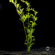 Image result for Ceratopteris thalictroides