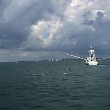 Seen From Lrwatersports And Getawayboatadventures In Littleriversc Waterfront Dolphinsightings Dolphins W Little River Intracoastal Waterway Boat Trips