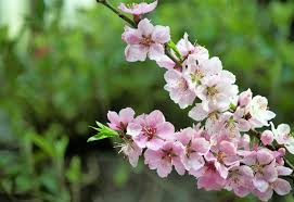 Sfondi gratis hd, immagini di alberi in fiore alberi scarica le foto di per il tuo desktop download di sfondi. Fiori Di Pesco Quando Sbocciano E Come Coltivarli Garden4us
