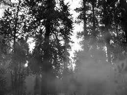 Image result for black and white haunted woods