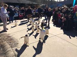 Bird On The Run Pittsburgh Pa Pittsburgh Holiday Guide 2017 Sand And Snow Pittsburgh Zoo Pittsburgh Holiday Guide