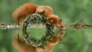 Desktop, tablet, iphone 8, iphone 8 plus. Squirrel Wallpapers Top Free Squirrel Backgrounds Wallpaperaccess