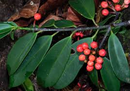 Image result for Symphonia globulifera