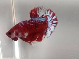 Halfmoon super red plakat male #1 out of stock. A Red Avatar Over Halfmoon Plakat Tail Betta Fish Betta Fish Betta Fish