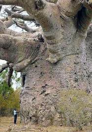 The Oldest Tree In The World Tanzania Is 6000 Years Old Https Ift Tt 32s5s3p Tanzania Nature Images Old Things