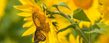 Download hd sunflower wallpapers best collection. Download Wallpaper 2560x1024 Sunflower Butterfly Yellow Summer Ultrawide Monitor Hd Background