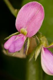 Image result for Galactia striata