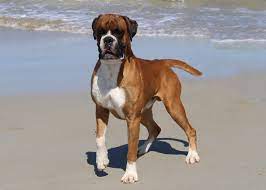 Cute Boxer Puppies For Sale Victoria Australia L2sanpiero