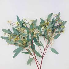 Image result for Eucalyptus