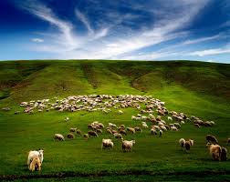 呼伦贝尔大草原- - 内蒙古新闻网- 新闻中心