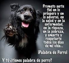 Este material que usted comparte con los maestros y estudiantes son de mucha importancia ya que no facilita la enseñanza. Frases Perros Frases Perros Dia Mundial Del Animal
