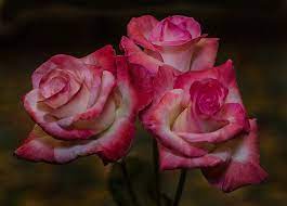 Three Of A Kind At The Rose Show Rose Beautiful Roses Bloom