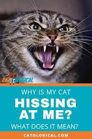 Pin By Ann Posner On Cats In 2020 Cat Lover Quote Cats Cat Training