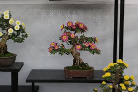 You're doing great with this. Chrysanthemum Bonsai Mum Bonsai Colorful Flowers Chrysanthemum