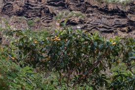 Image result for Eschenbachia gouanii