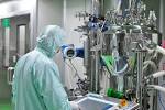 Gmp manufacturing