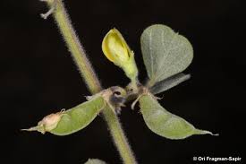 Image result for Rhynchosia albissima