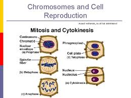 We did not find results for: Chromosomes And Cell Reproduction Cell Division Mitosis Chromosomes