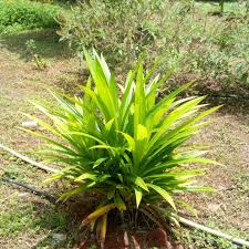 Pandan plant (pandanus amaryllifolius) is a medicinal as well as aromatic plant. Facebook