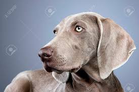 They have wrinkles, drooping jowls, and a ton of slobber. Portrait Of An Adorable Weimaraner Dog Studio Shot Isolated Stock Photo Picture And Royalty Free Image Image 77416084