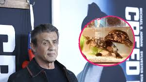 Sylvester Stallone Hat Die Rocky Schildkroten Bis Heute Promiflash De