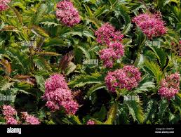 Image result for Spiraea x bumalda ´Crispa
