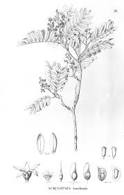 Image result for Schinopsis