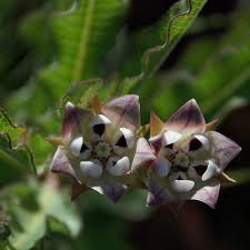 Image result for Pachycarpus