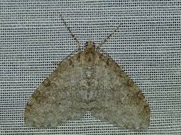 Image result for Trichopteryx