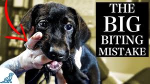 A lot of times dogs. The Biggest Mistake People Make With A Puppy Biting Problem Youtube