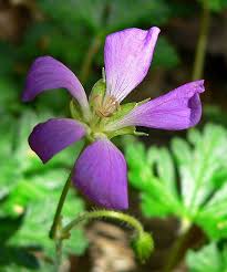 Image result for Geranium vagans