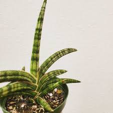 Image result for Seddera suffruticosa