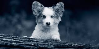 4.2 anwendungsgebiete unter angabe der zieltierart(en): Otitis Hund Ohrenentzundung Mittelohrentzundung Anicura Deutschland
