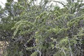 Image result for Gymnosporia heterophylla