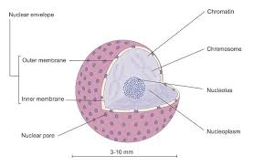 Which of the following organelles are sometimes found attached to the endoplasmic reticulum? Animal Cell The Definitive Guide Biology Dictionary