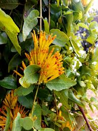 Image result for Viscum combreticola