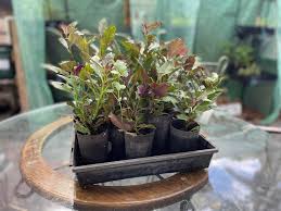 Image result for Gynura pseudochina