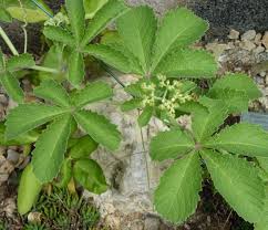 Image result for Cyphostemma lanigerum