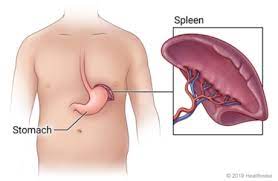 Wenn sie spleen auf deutsch lernen möchten, finden sie hier die übersetzung zusammen mit anderen übersetzungen aus dem laotischen ins deutsche. Spleen Cigna