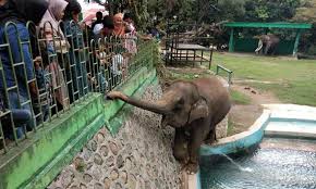 This place really has to close down! Intip Keunikan Kebun Binatang Bukittinggi Taman Margasatwa Tertua Di Indonesia Andalas Tourism