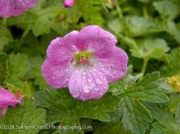 I Geranium I X I Riversleaianum I Mavis Simpson Dog Nursery Digging Dogs Geraniums