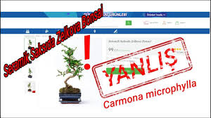 Zamia (zeze) çiçek açar mı? Cicek Sepetinden Zelkova Bonsaisi Aldim Yapraklari Dokuluyor Nasil Bakarim Lutfen Izleyin Youtube