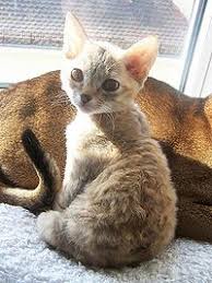 Die arme katze hatte ein lahmes bein. German Rex Wikipedia