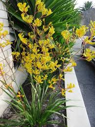 Image result for Anigozanthos