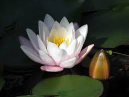 Check out hardy water lilies on ebay. Hardy Water Lilies Hardfy Water Lily