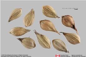 Image result for Cenchrus