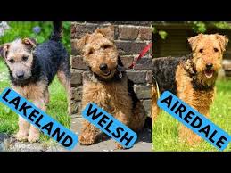 How Much Should My 4 Month Old Welsh Terrier Puppy Weigh 2022 The Dog Visitor