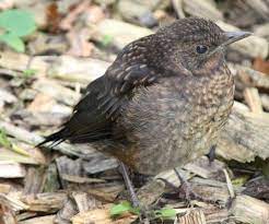 «junge amsel #amsel #jungvogel #vogelvielfalt #vogel #artenvielfalt #artenschutz #tierfotografie…» Amsel Vogel Im Garten Pflanzenfreunde